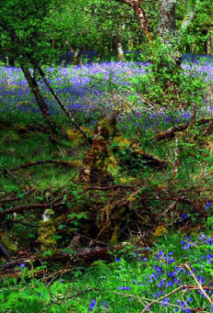 Bluebells in woods at Gruline