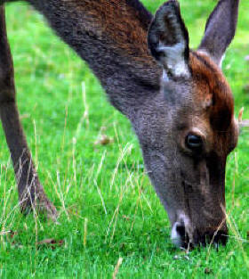 Close up of a Red Deer Hind